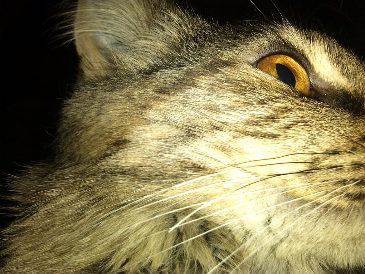 Blanding af racer Olivia billede 9