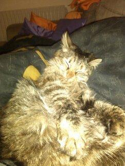 Blanding af racer Olivia billede 10