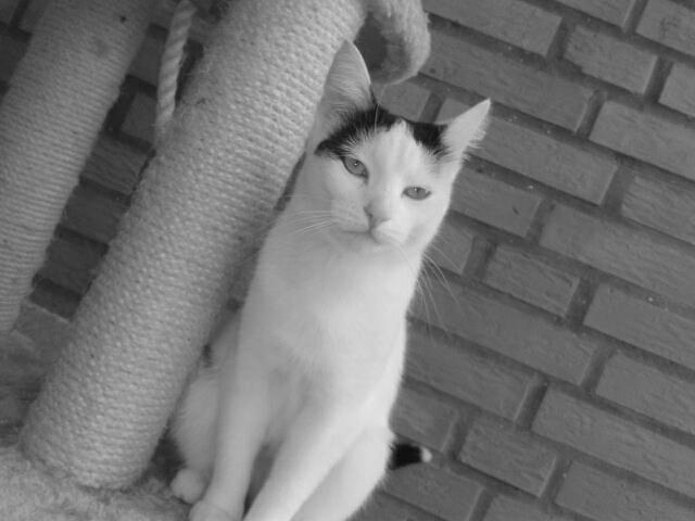 Huskat Duchess billede 8