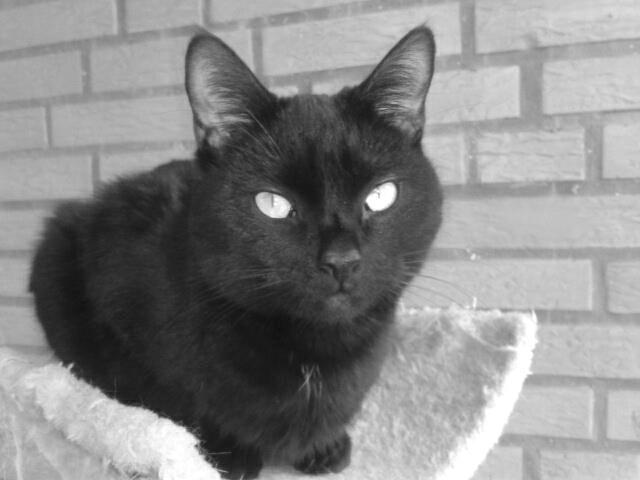 Huskat Blackie 2 billede 9