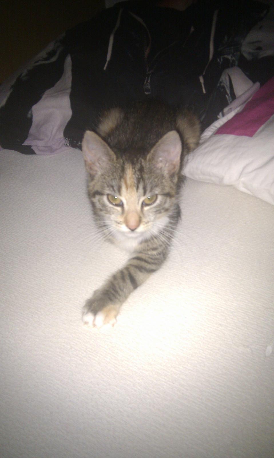 Huskat Mis billede 9