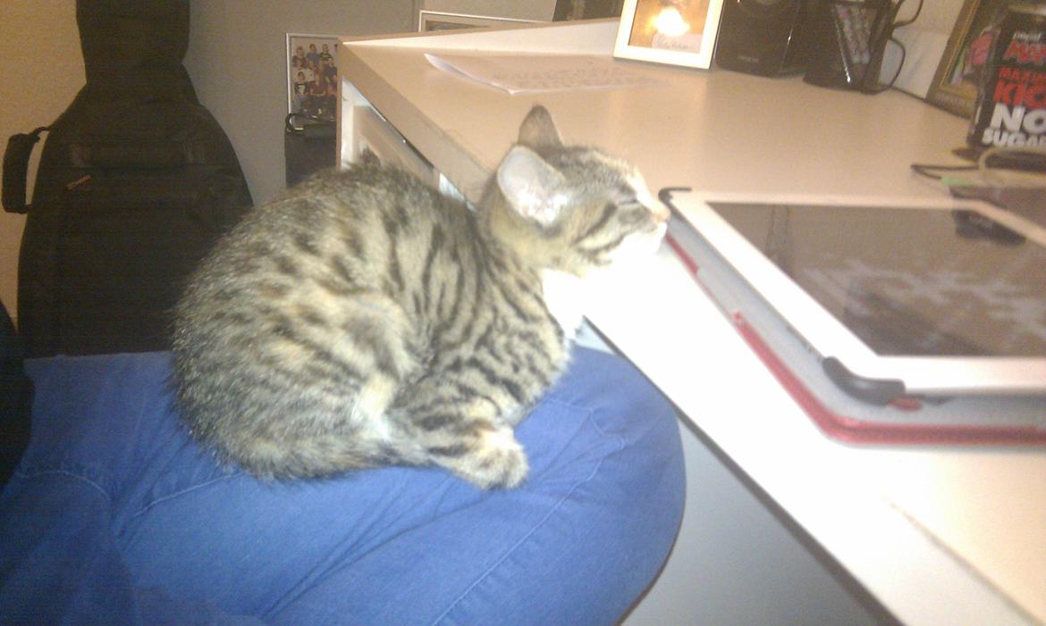 Huskat Mis billede 10