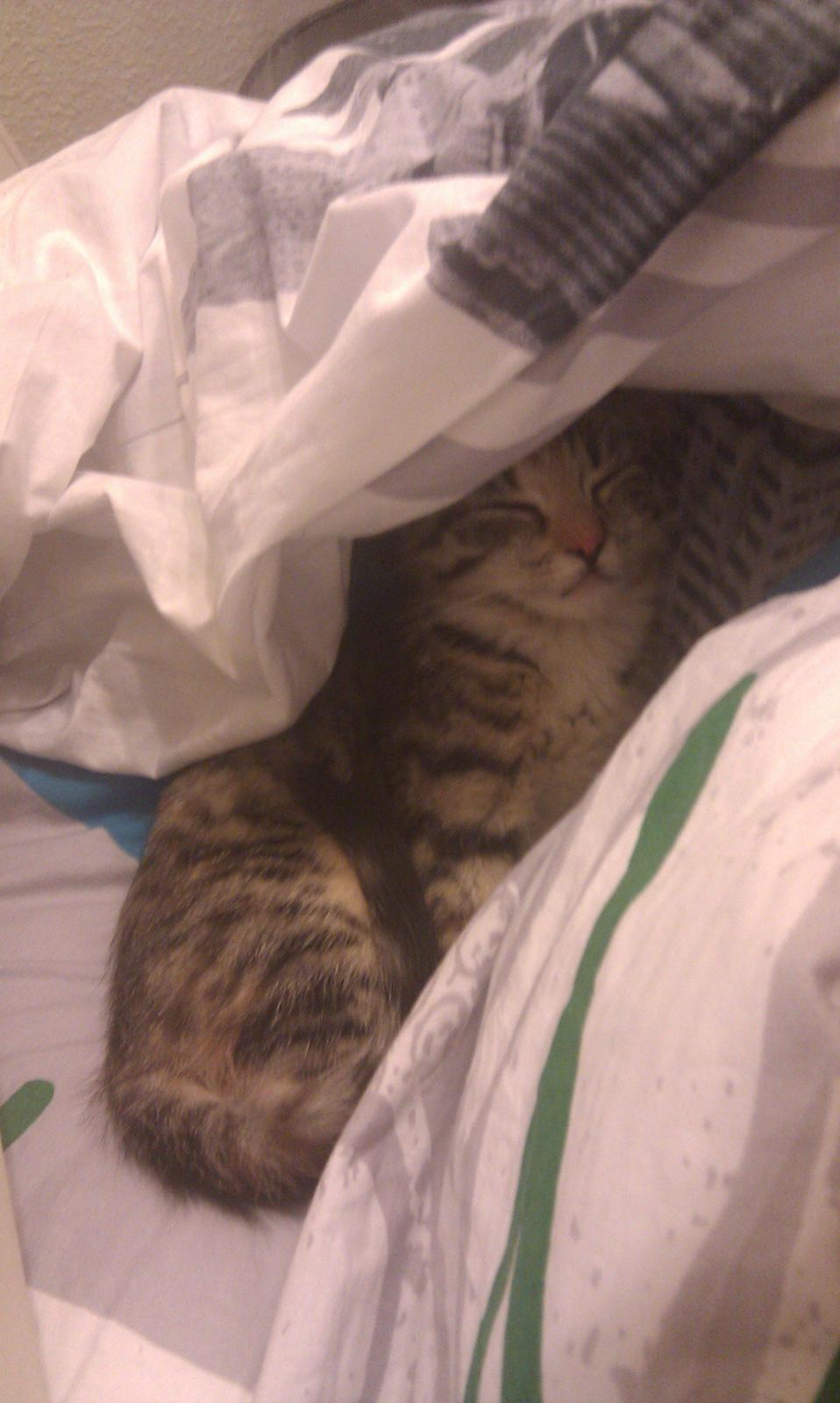 Huskat Mis billede 11