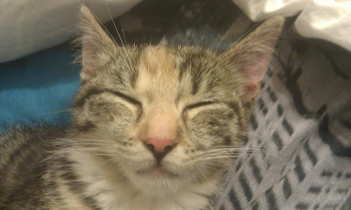 Huskat Mis billede 13