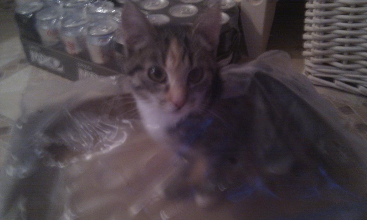 Huskat Mis billede 14