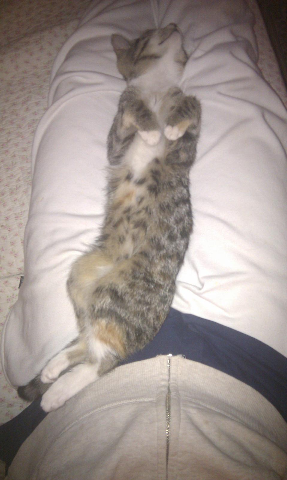 Huskat Mis billede 16