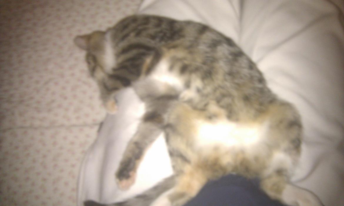 Huskat Mis billede 17