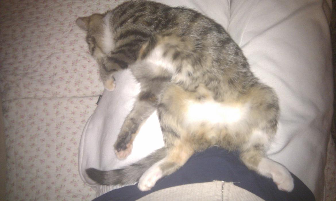 Huskat Mis billede 18