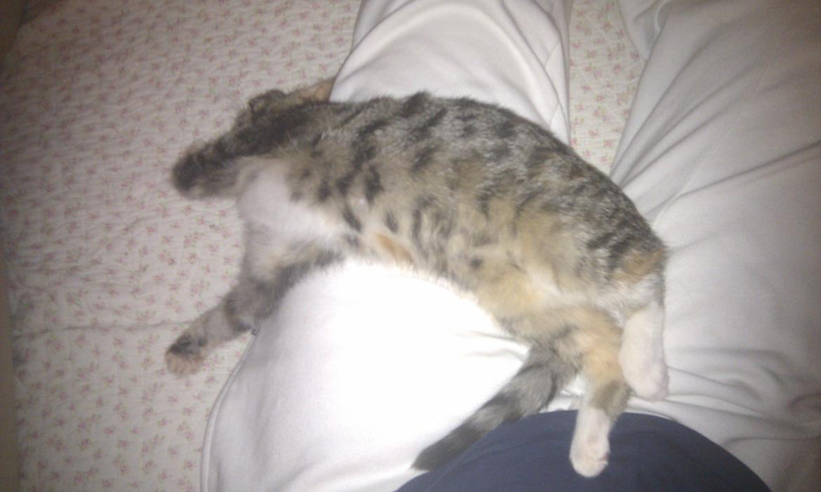 Huskat Mis billede 19