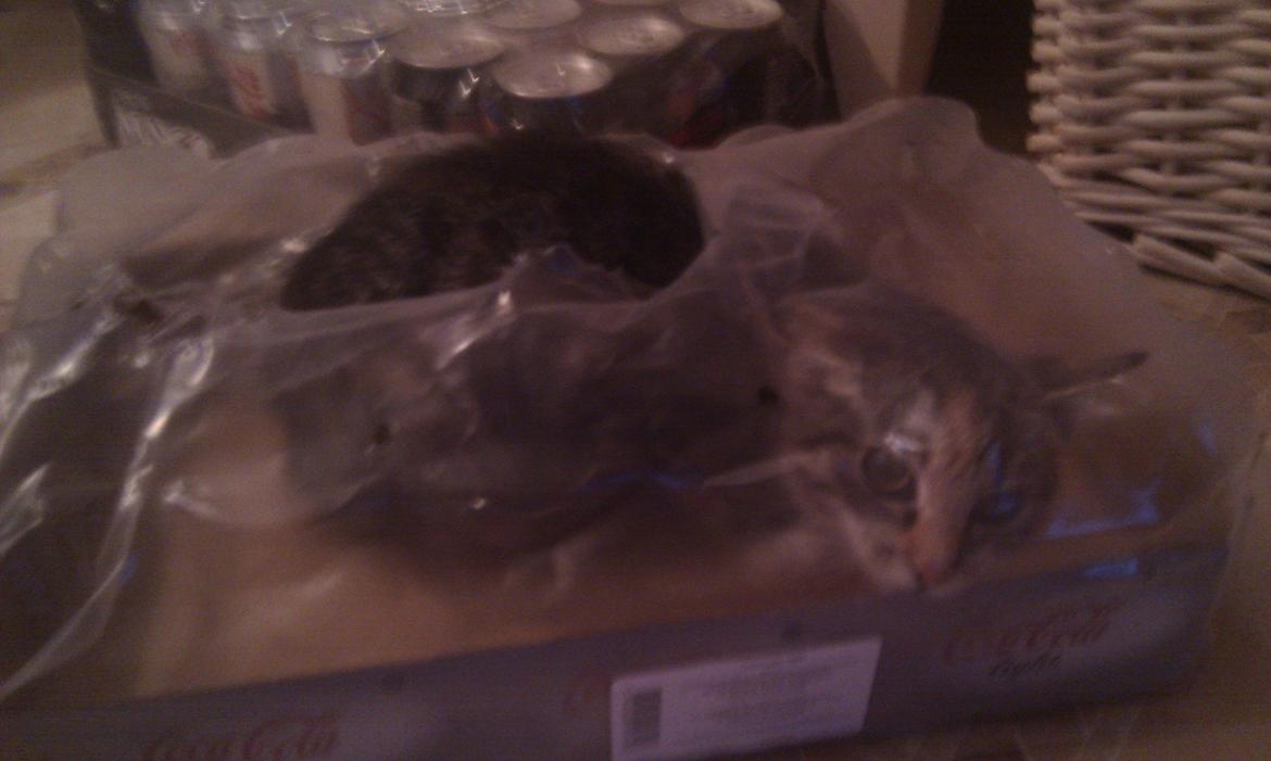 Huskat Mis billede 20