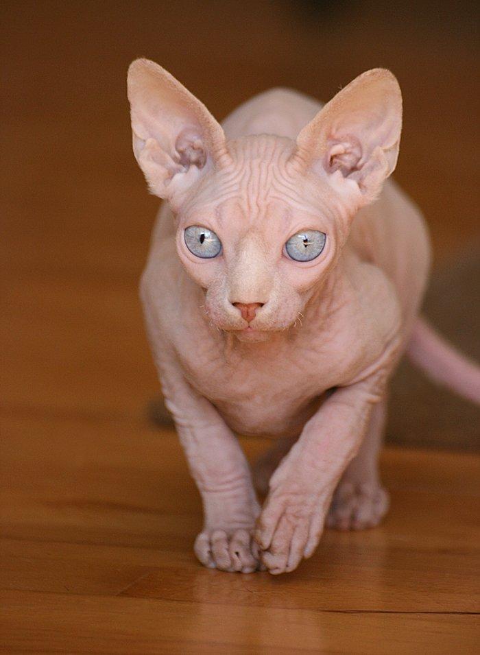 Sphynx Magnus Anat Her*PL - "Gustav" billede 32