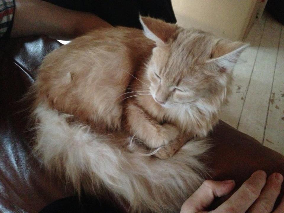 Maine Coon Thilde. billede 7