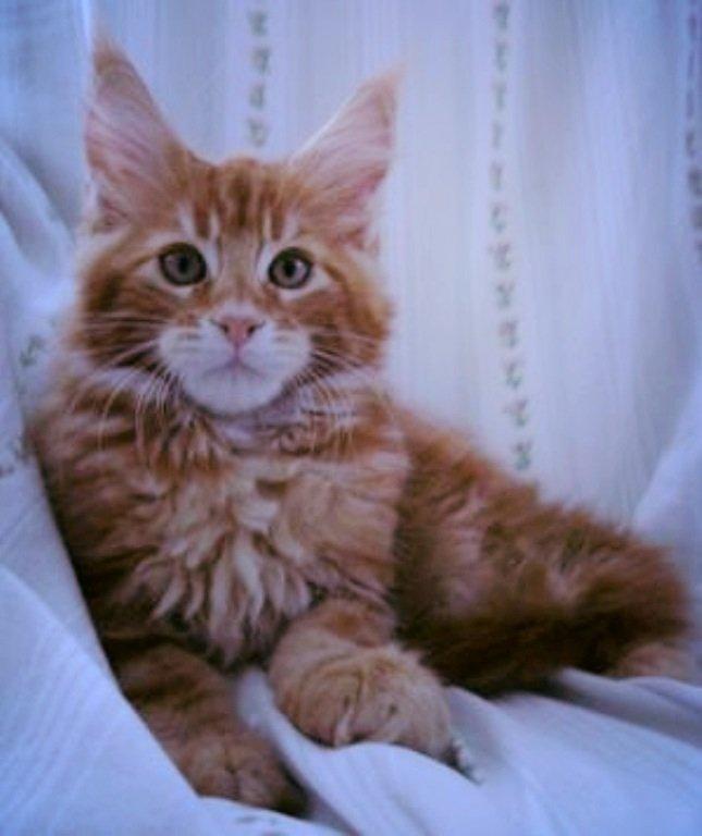 Maine Coon L.O.C. billede 3