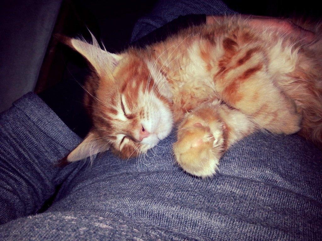 Maine Coon L.O.C. billede 2