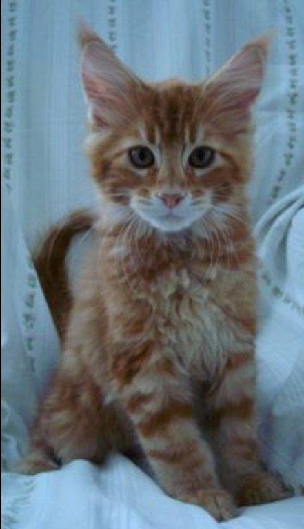 Maine Coon L.O.C. billede 4