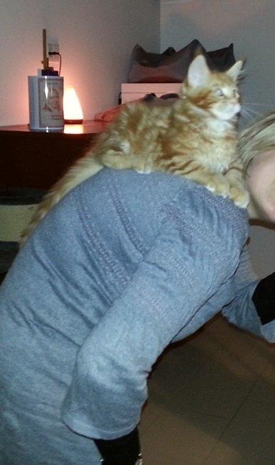 Maine Coon L.O.C. billede 5