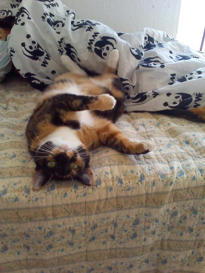 Huskat Alexandra billede 6