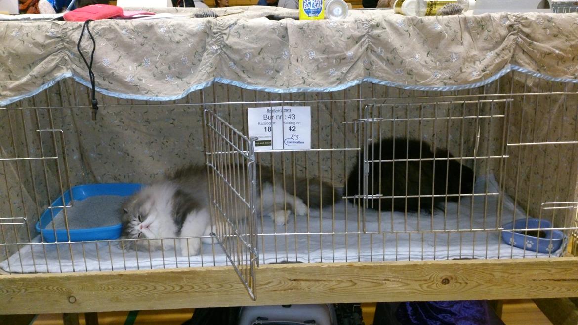 Perser Mejlvang's Gabriell billede 17