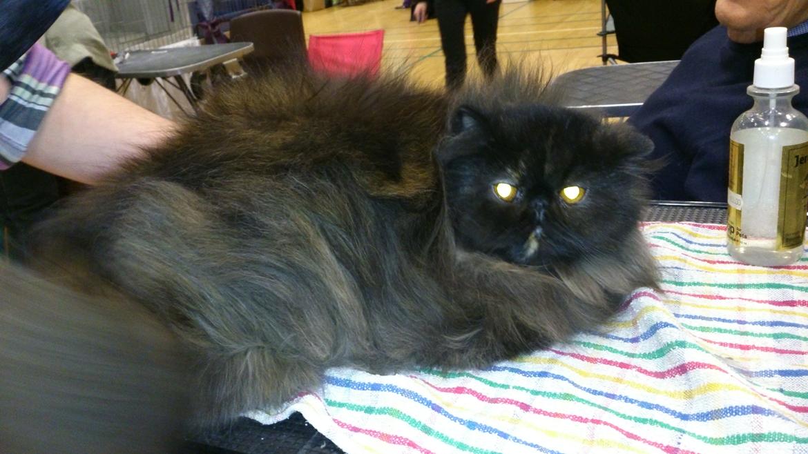 Perser Mejlvang's Gabriell billede 18