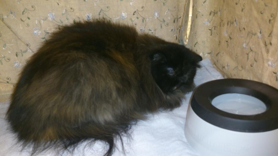 Perser Mejlvang's Gabriell billede 20