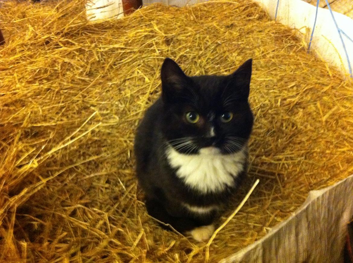 Huskat Ost<3 ( Sov sødt min lille engel:-( )*R.I.P* billede 17