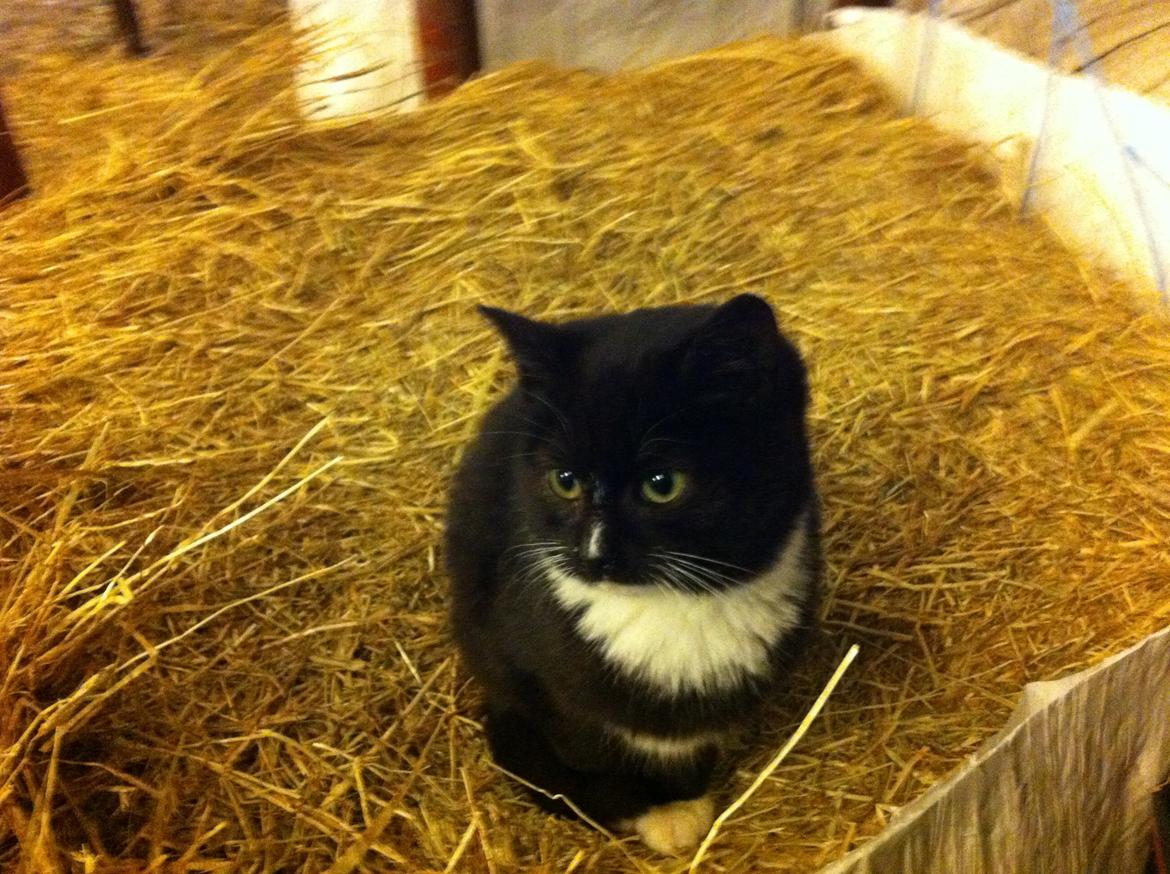 Huskat Ost<3 ( Sov sødt min lille engel:-( )*R.I.P* billede 18