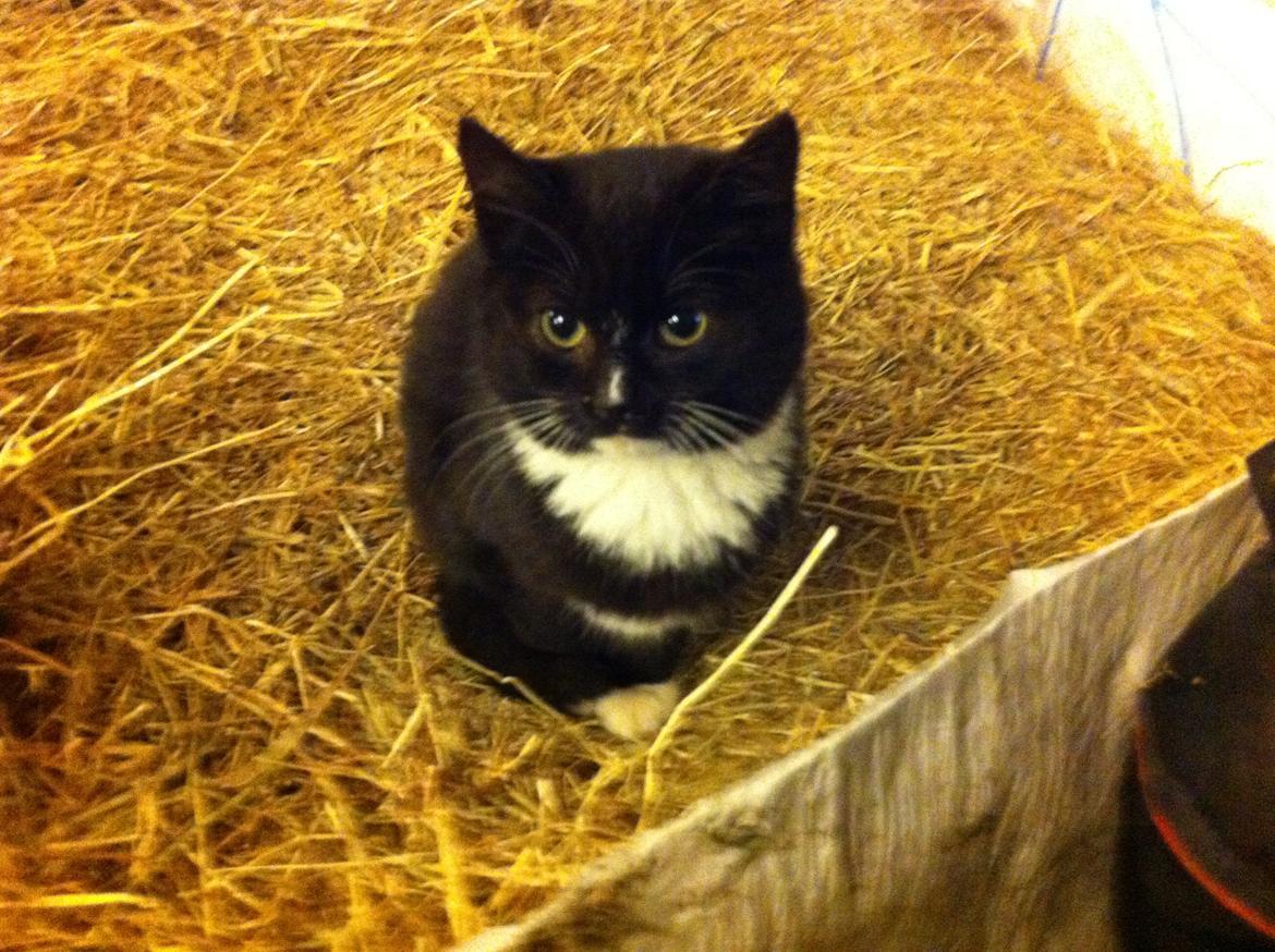 Huskat Ost<3 ( Sov sødt min lille engel:-( )*R.I.P* billede 19