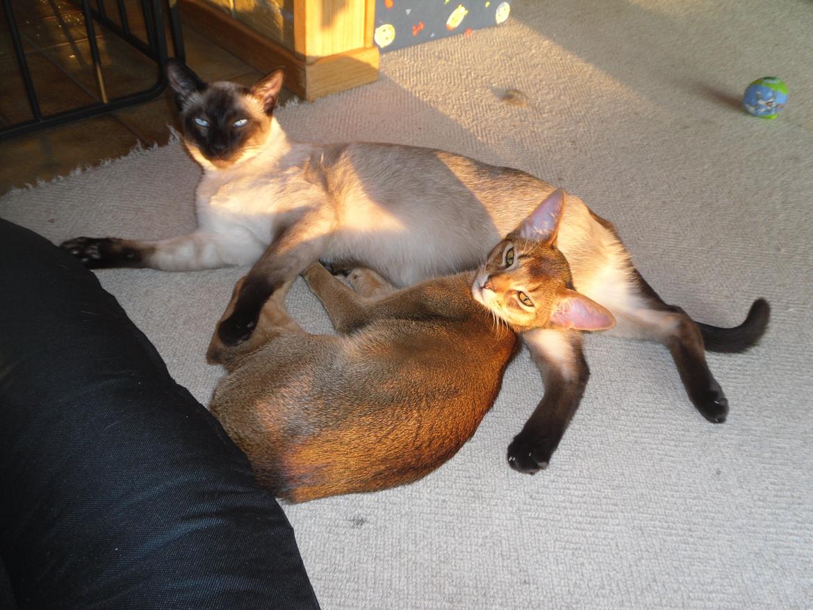 Abyssinier Orlando (Himmelkat) - vi hygger foran brændeovnen billede 16