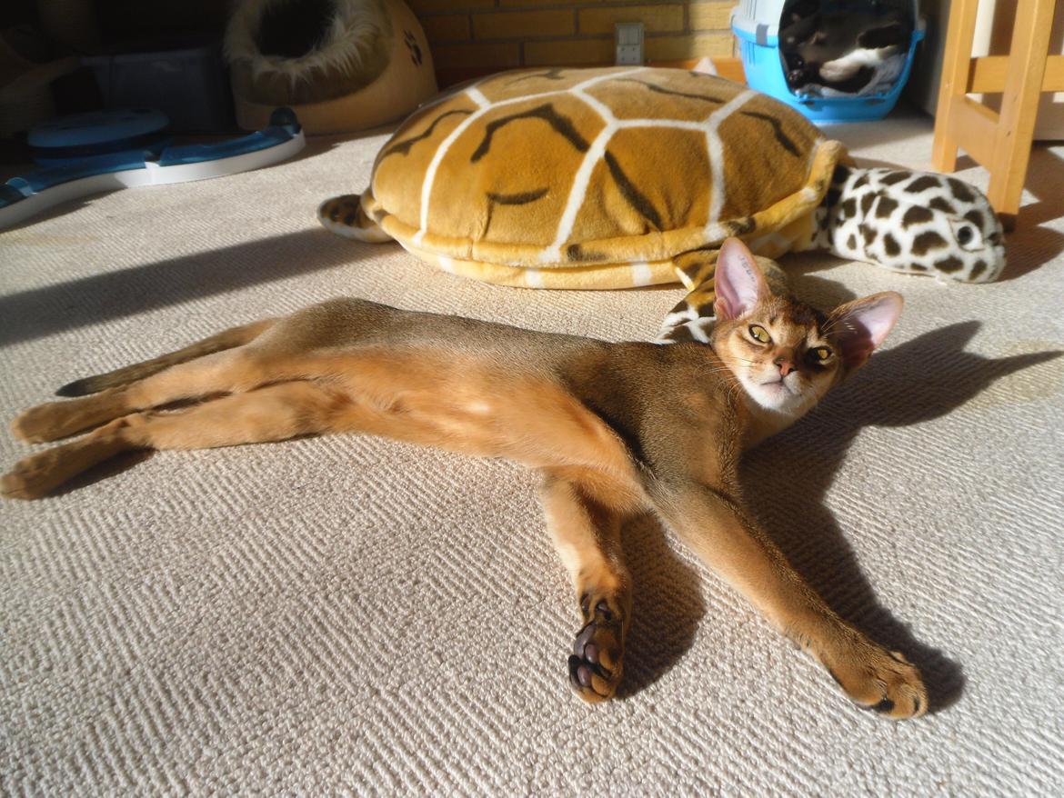 Abyssinier Orlando (Himmelkat) - jubii sol billede 17