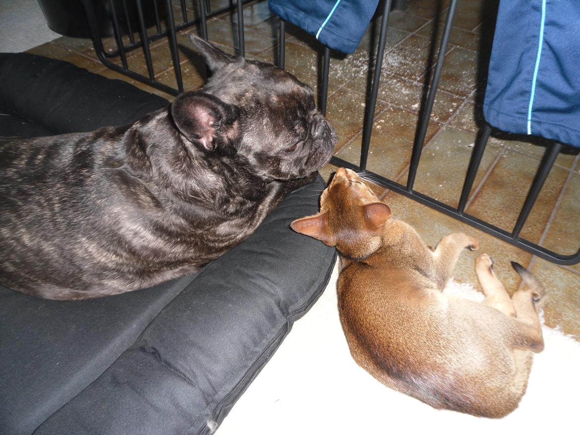 Abyssinier Orlando (Himmelkat) - Hej Berta billede 20