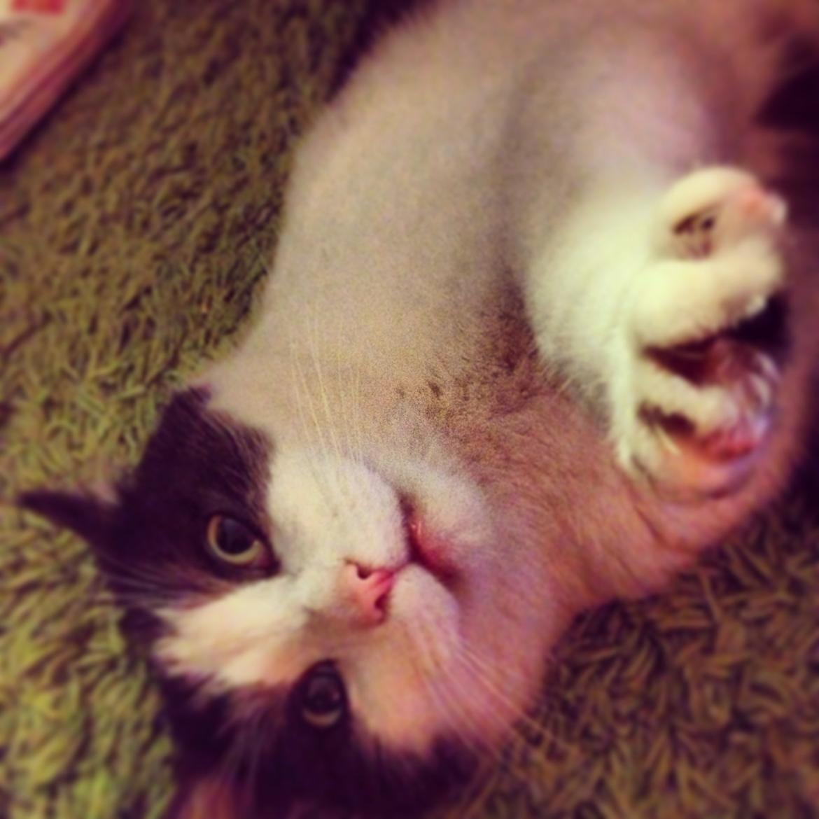 Blanding af racer Dollar - Dollar <3 billede 1