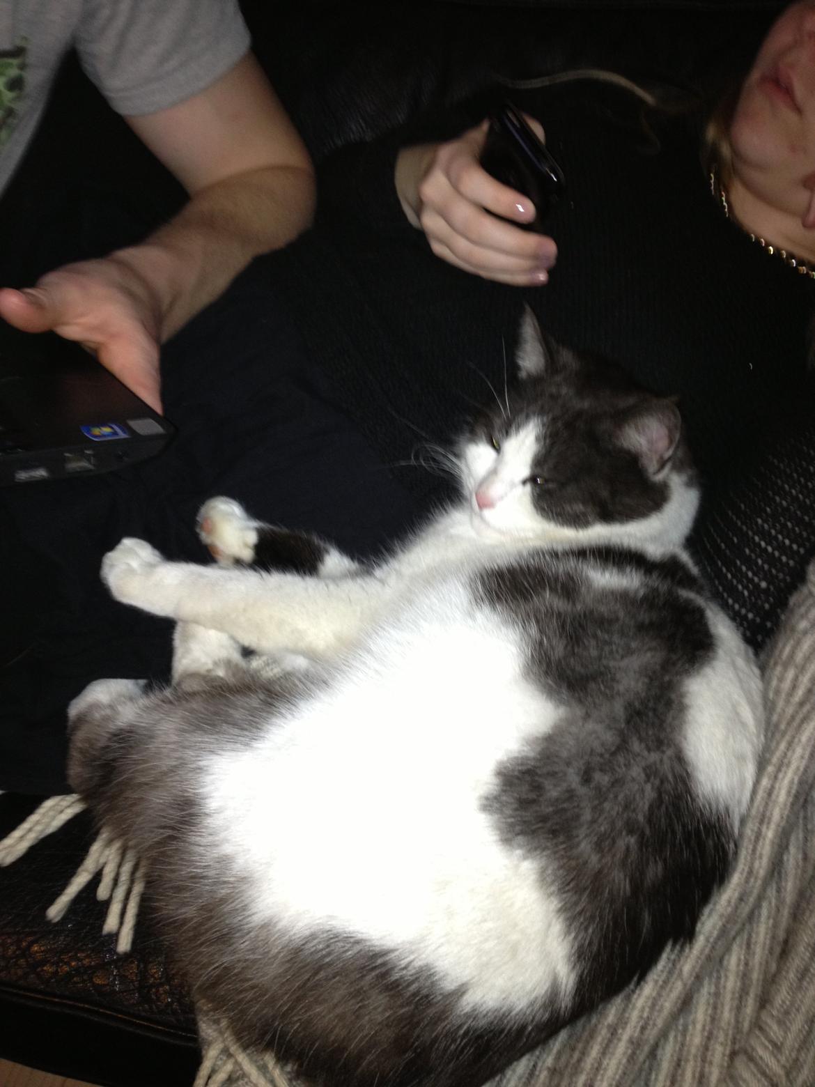 Blanding af racer Dollar - Mmmm.. ligger lige og slapper af :) billede 2