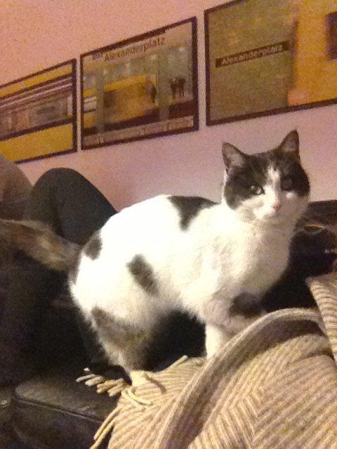 Blanding af racer Dollar - <3 billede 4