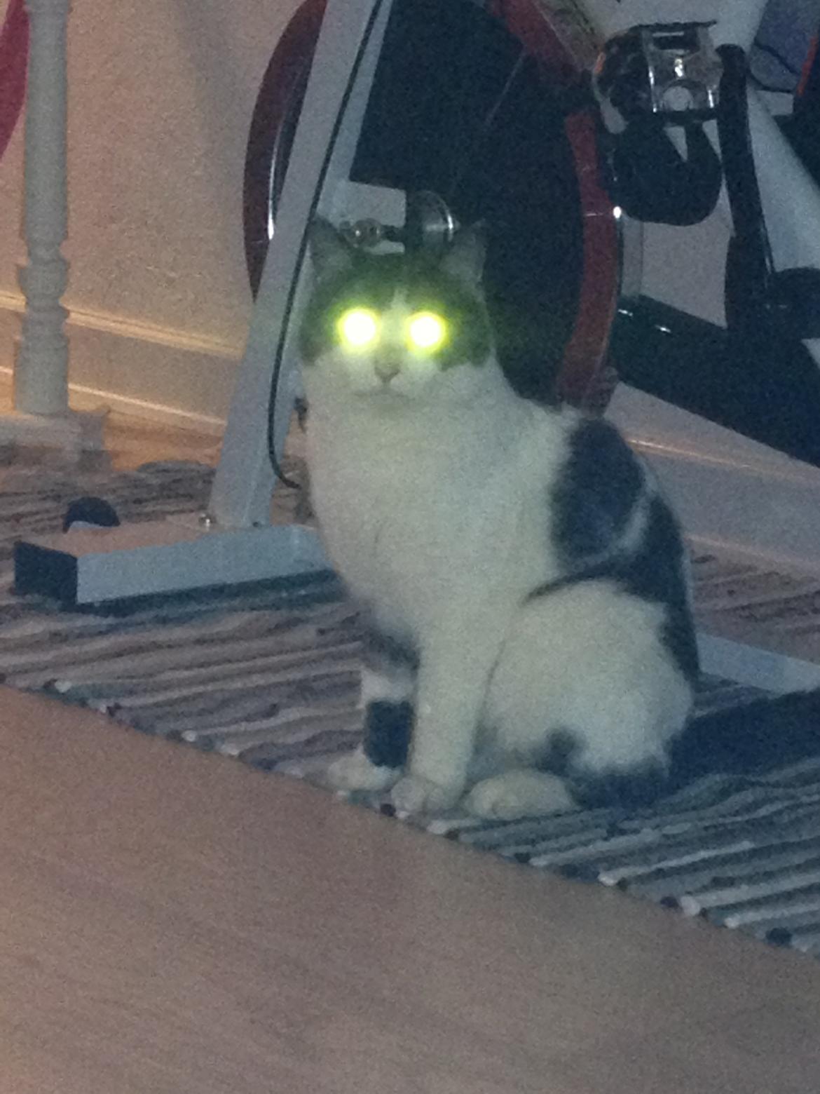 Blanding af racer Dollar - Blitz på kameraet :-P billede 7