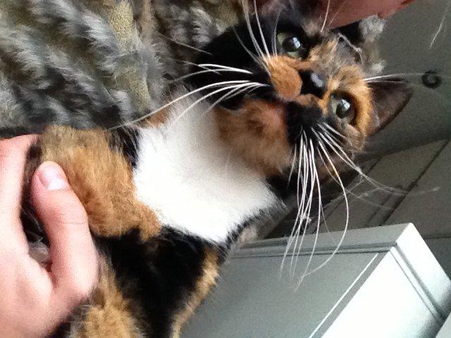 Blanding af racer Liva billede 1