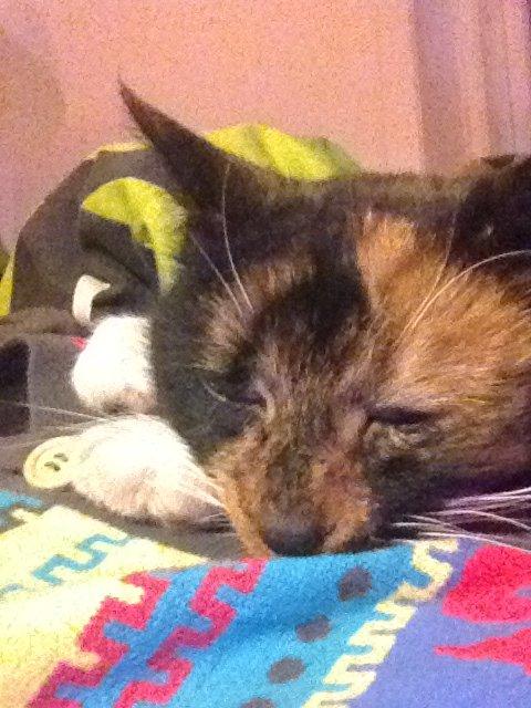 Blanding af racer Liva billede 2