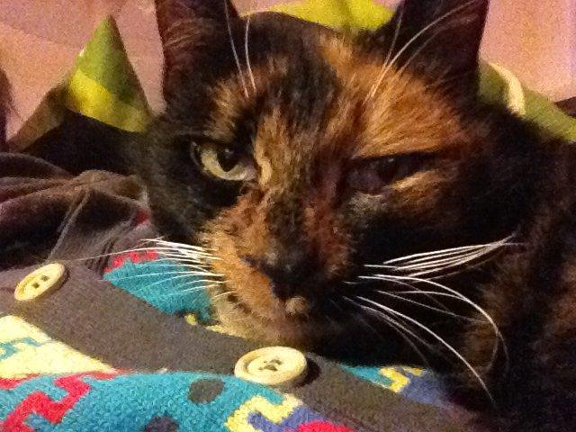 Blanding af racer Liva billede 3