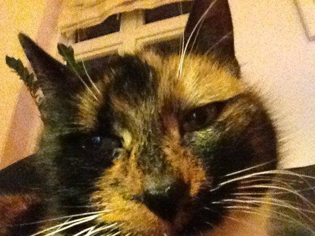 Blanding af racer Liva billede 4