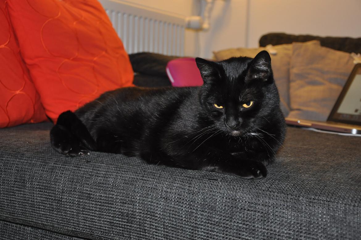 Huskat Pelle - Himmelkat billede 20