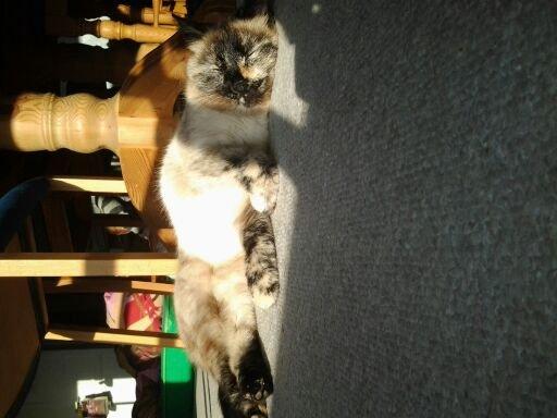 Huskat Rose - aarh sol, nyder det billede 9