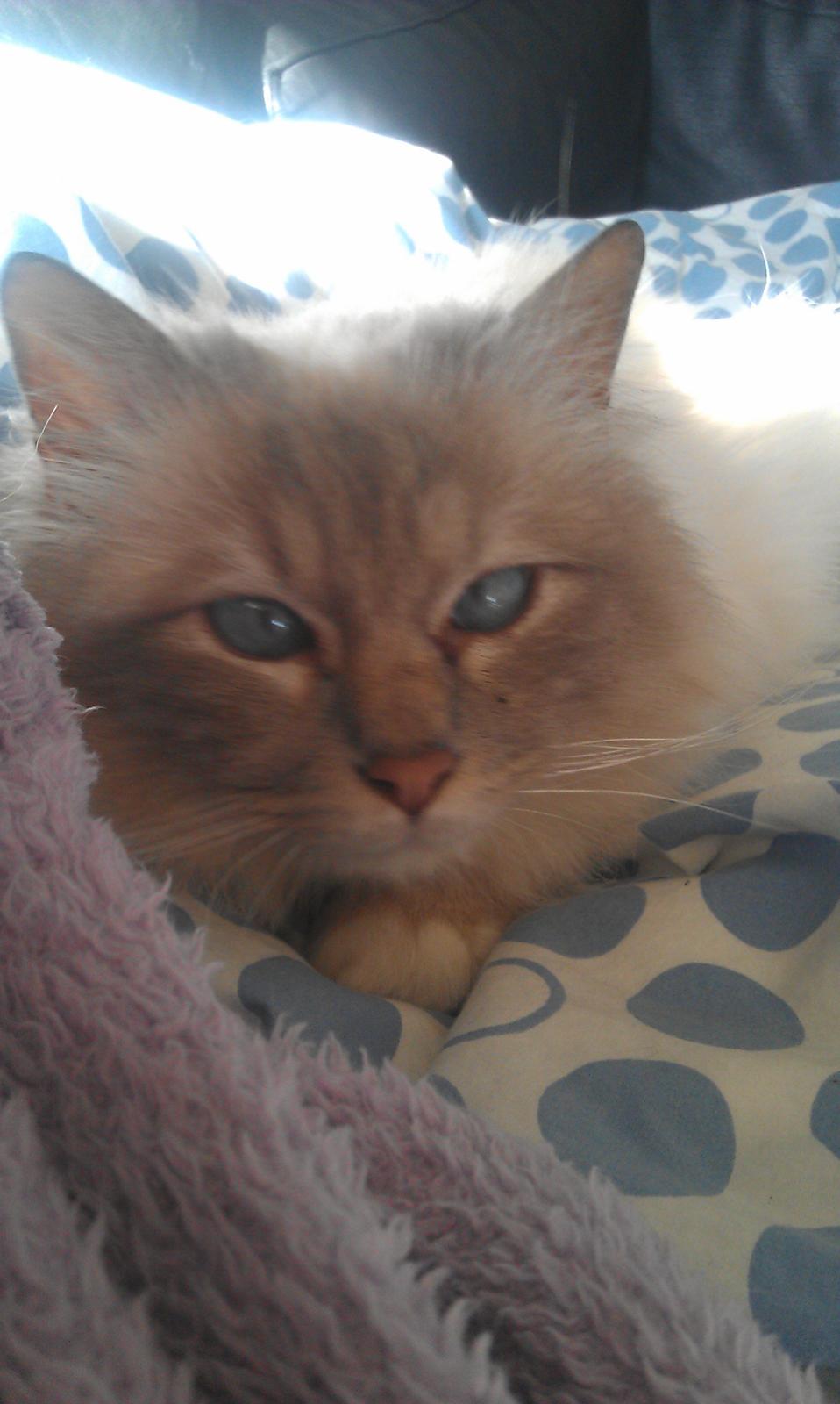 Hellig Birma Strix billede 1