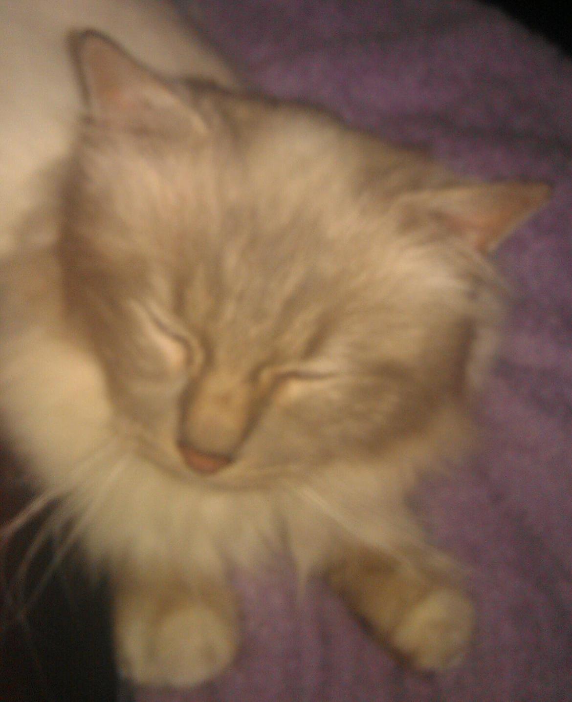 Hellig Birma Strix billede 2