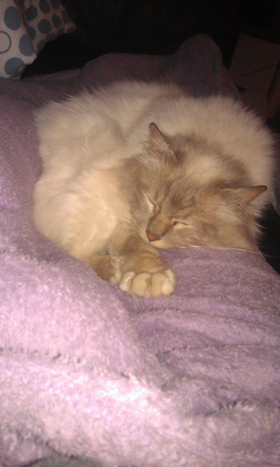 Hellig Birma Strix billede 3