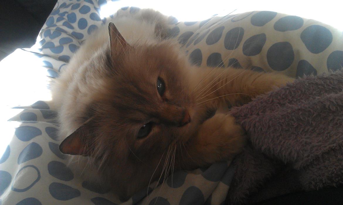 Hellig Birma Strix billede 4