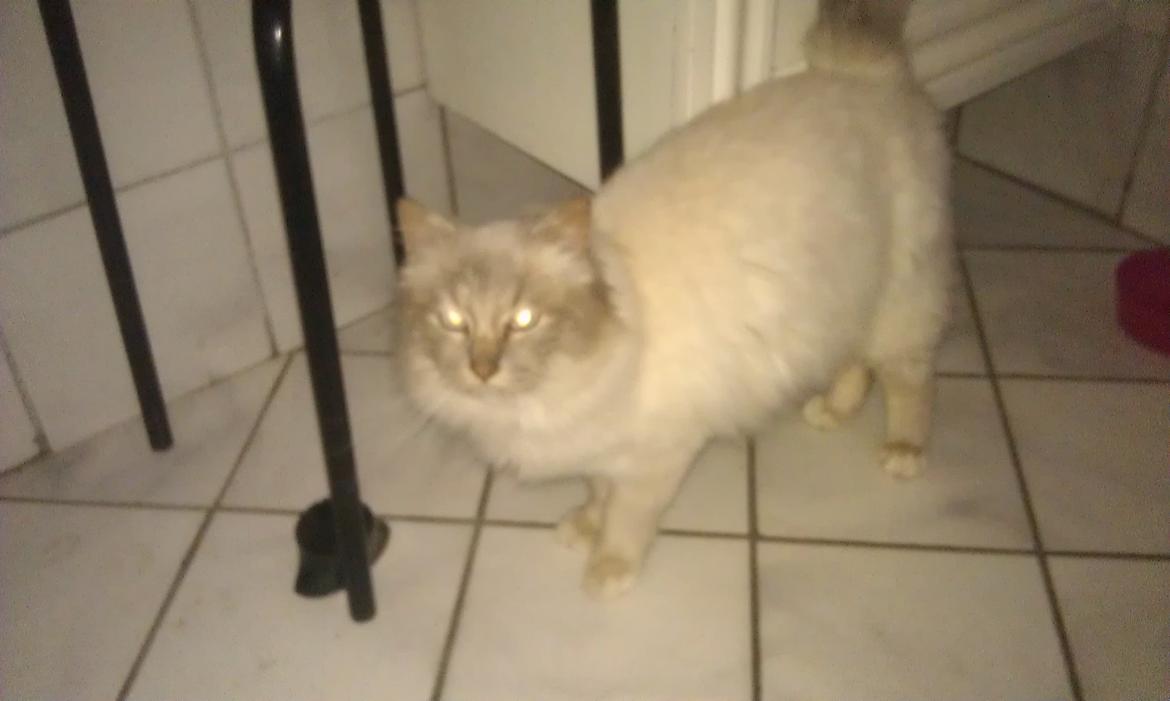 Hellig Birma Strix billede 5