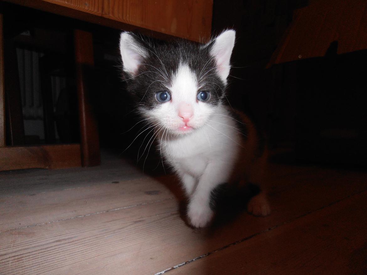 Huskat Anton billede 3