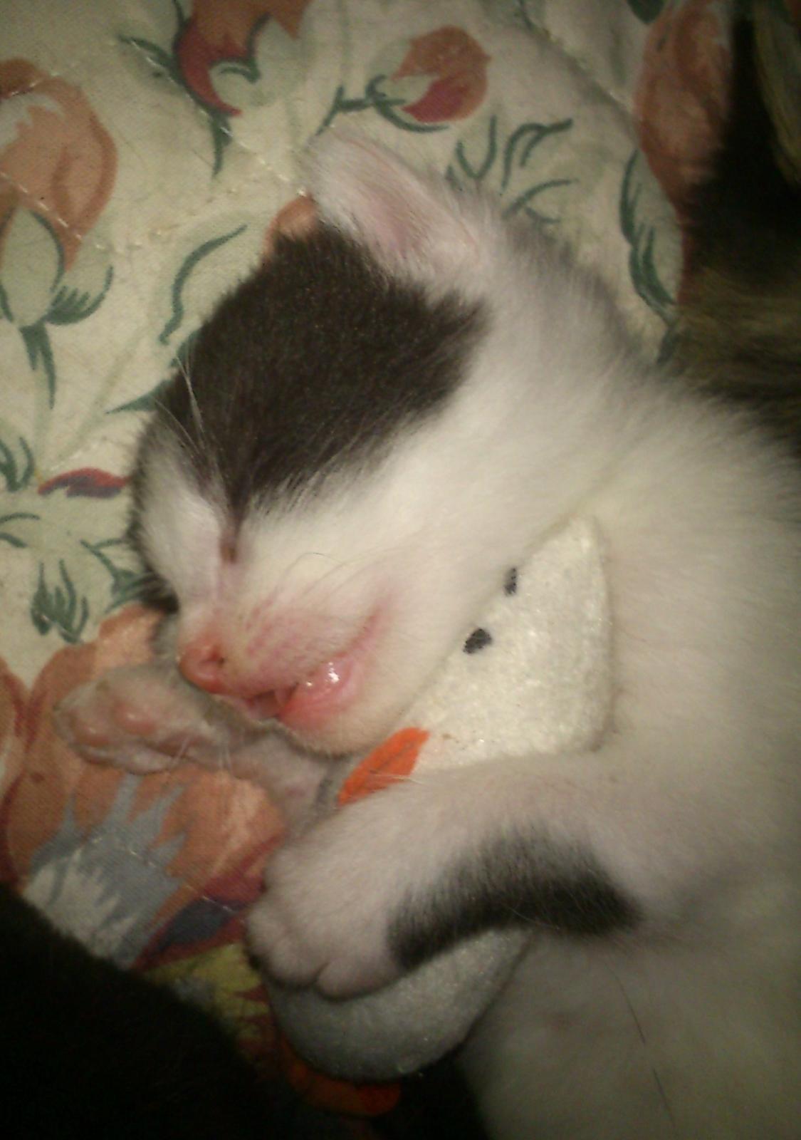 Huskat Anton billede 2