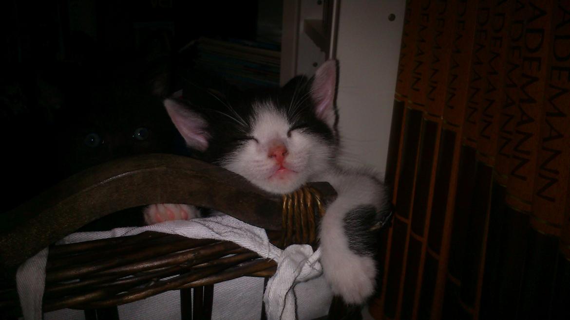 Huskat Anton billede 4