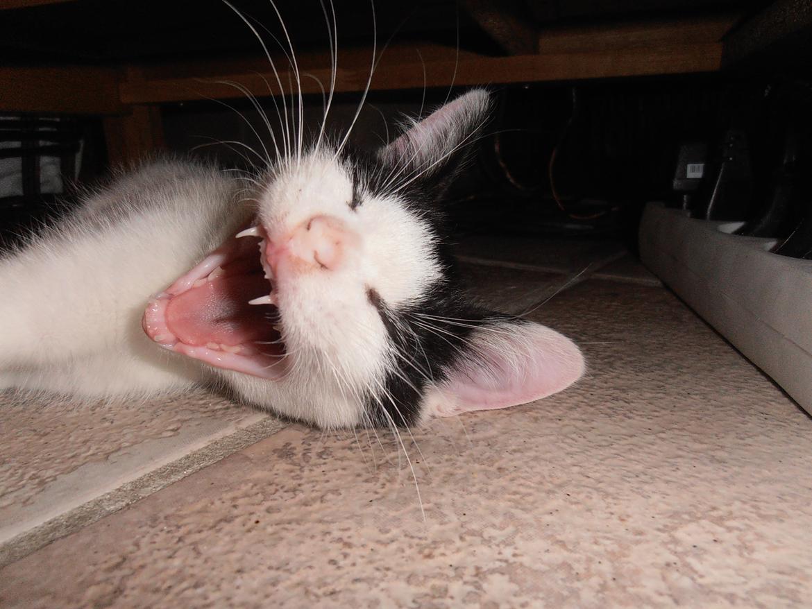 Huskat Anton billede 5