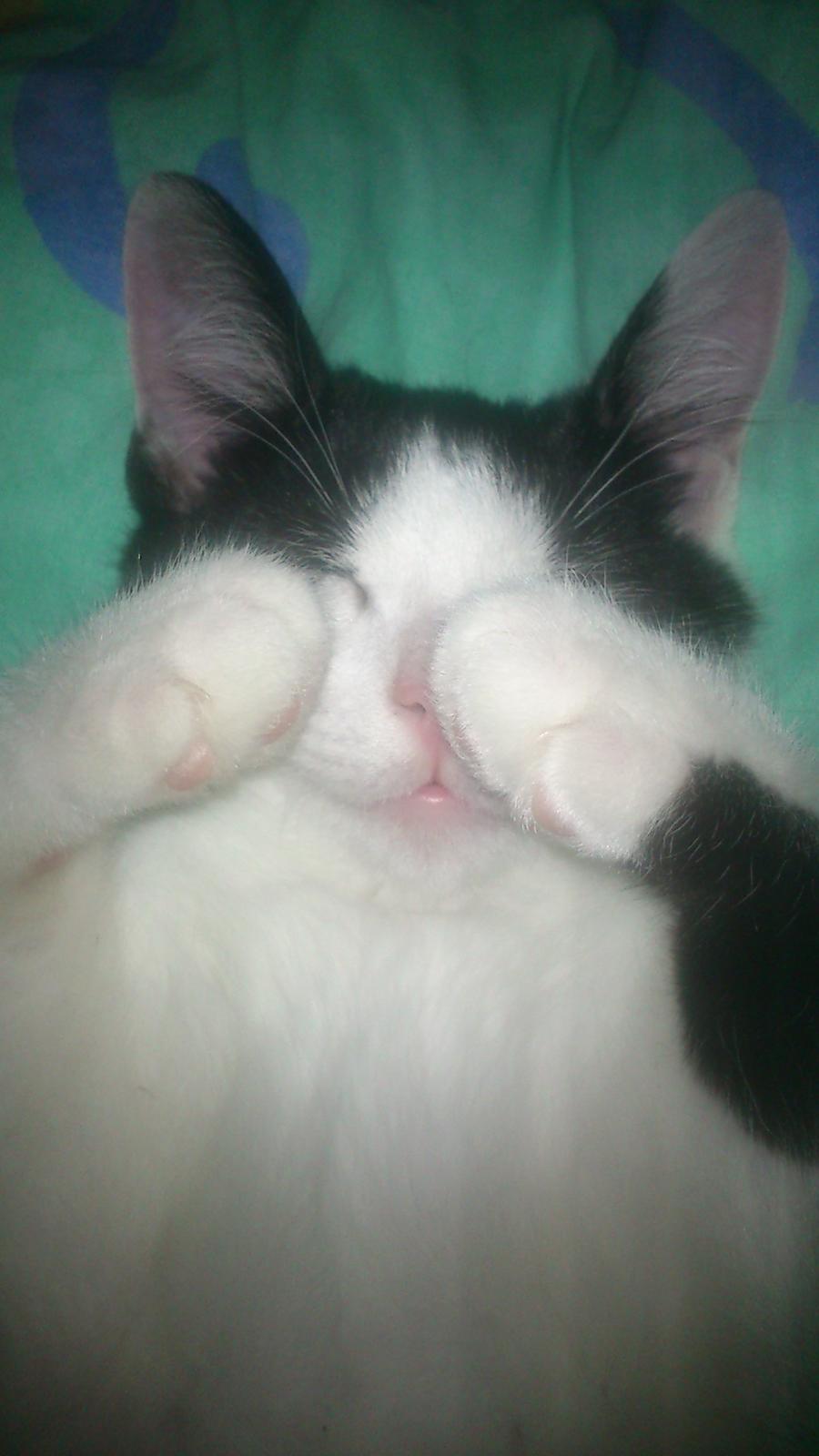 Huskat Anton billede 6